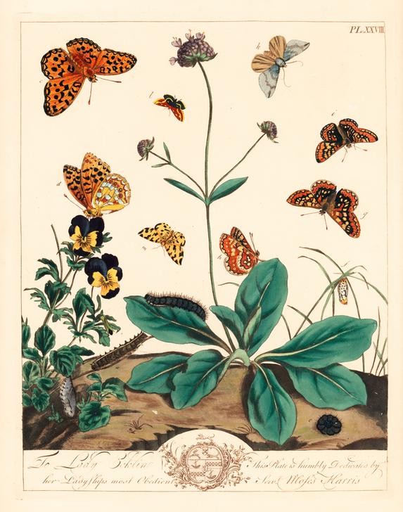 Moses Harris, Greasy fritillary, Euphydryas aurinia, high brown fritillary.... (Entomologie,Geschichte,Gold,Metamorphose,Teufel,Bratsche,Raupe,Illustration,Purpur,Motte,Braun,Gelb,Larve,Bit,Puppe (Zoologie),Florilegius)