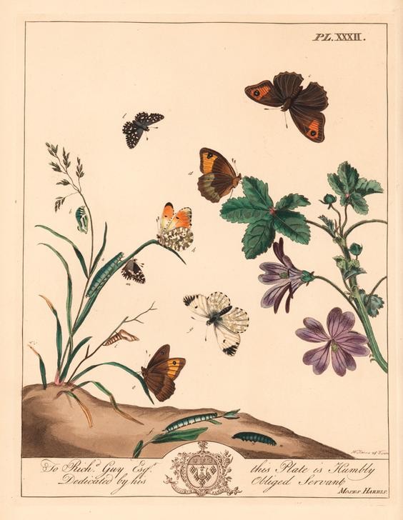Moses Harris, Meadow brown butterfly, Maniola jurtina, wood lady or orange tip.... (Entomologie,Geschichte,Holz,Metamorphose,Schmetterling,Raupe,Illustration,Braun,Larve,Puppe (Zoologie),Florilegius,Weide (Wiese))