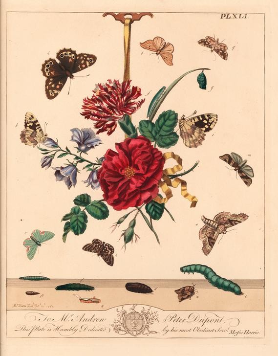 Moses Harris, Angle shades moth, Phlogophora meticulosa, oak hook-tip.... (Entomologie,Geschichte,Holz,Metamorphose,Mutter,Schmetterling,Ehre,Raupe,Magd,Illustration,Motte,Braun,Larve,Puppe (Zoologie),Florilegius)