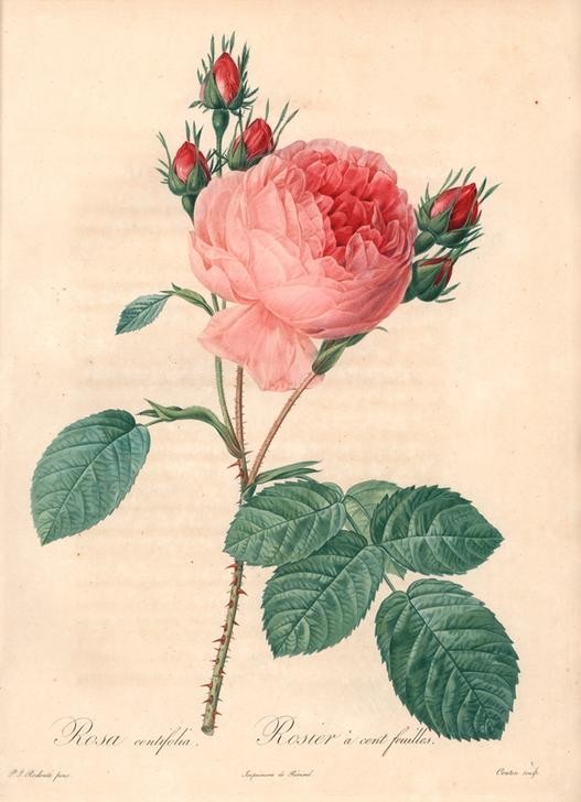 PIERRE-JOSEPH REDOUTÉ, Cabbage rose (Botanik, Blume, Studie, Rose,  Blüte, Knospen, Blätter, Pflanze, Dornen, Treppenhaus, Wohnzimmer, Wunschgröße, rosa)