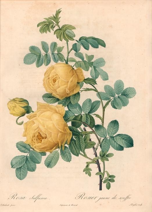 PIERRE-JOSEPH REDOUTÉ, Yellow sulfur rose (Botanik, Blume, Studie, Rose,  Blüte, Knospen, Blätter, Pflanze, Dornen, Treppenhaus, Wohnzimmer, Wunschgröße, gelb)