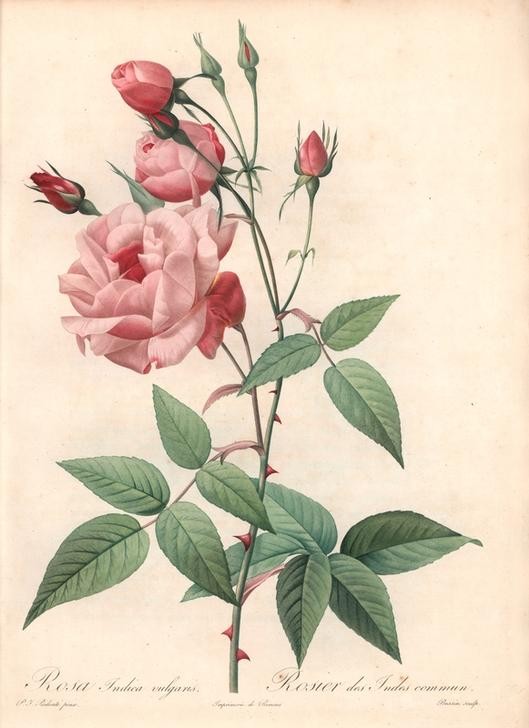 PIERRE-JOSEPH REDOUTÉ, Old Blush rose (Botanik, Blume, Studie, Rose,  Blüte, Knospen, Blätter, Pflanze, Dornen, Treppenhaus, Wohnzimmer, Wunschgröße, rosa)