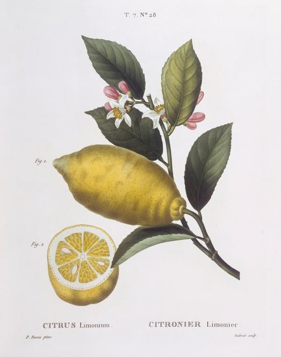 Pancrace Bessa, Botany – Rutaceae – Lemon (Biologie,Botanik,Obst,Weissgrundig,Zitrone,Natur,Blume,Blatt,Pflanze)