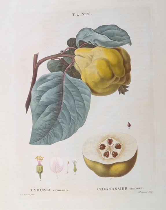 PIERRE-JOSEPH REDOUTÉ, Botany – Rosaceae – Quince (Biologie,Botanik,Obst,Quitte,Weissgrundig,Natur,Blume,Blatt,Pflanze)