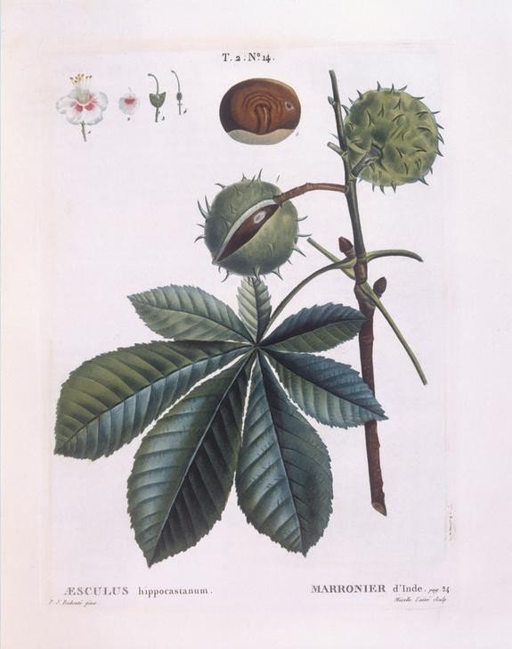 PIERRE-JOSEPH REDOUTÉ, Botany – Sapindaceae – Horse-chestnut (Biologie,Botanik,Obst,Weissgrundig,Natur,Blatt,Aesculus Hippocastanum,Pflanze)