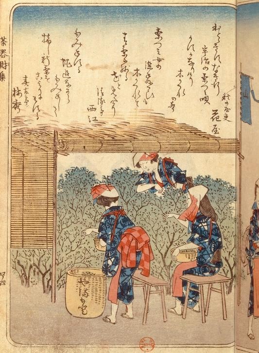Katsushika Hokusai, Teepflückerinnen (Ernte,Frau,Plantage,Schriftzeichen,Tee,Völkerkunde,Japanische Kunst,Teestrauch,Genussmittel,Nahrungsmittel,Typographie,Kleidung (Allgemein),Stuhl,Frauenarbeit,Sitzen,Pflücken,Japanische Schrift,Land Und Leute)