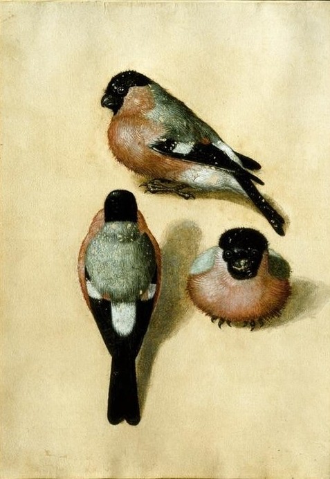 Albrecht Dürer, Ein Vogel in drei Positionen (Deutsche Kunst,Kunst,Vogel,Zoologie,Ornithologie,Tierstudie)