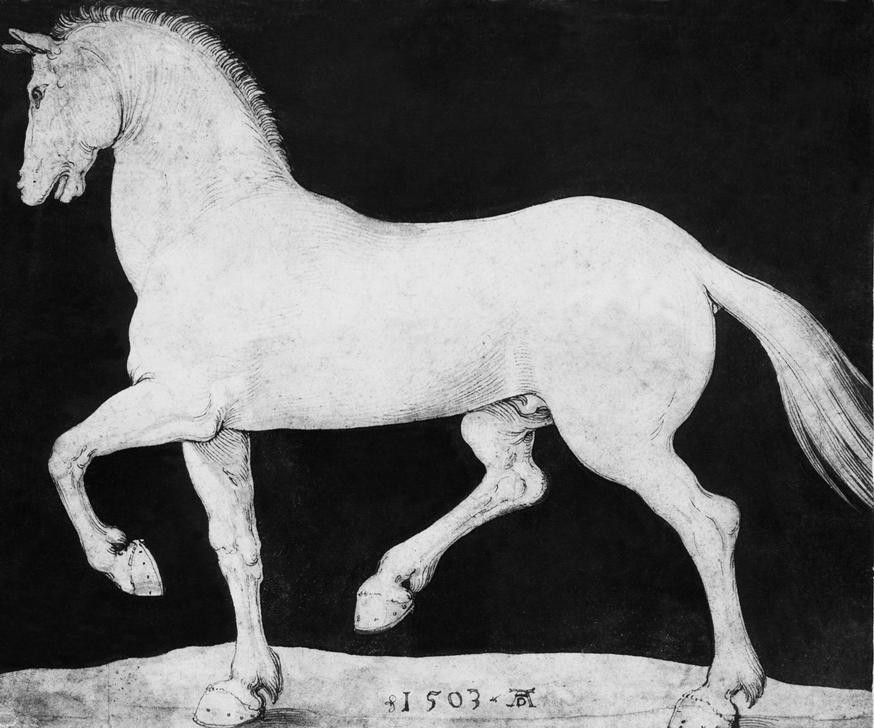 Albrecht Dürer, Pferd (Deutsche Kunst,Pferd (Tier),Zoologie,Renaissance,Tier,Hengst,Tierstudie)