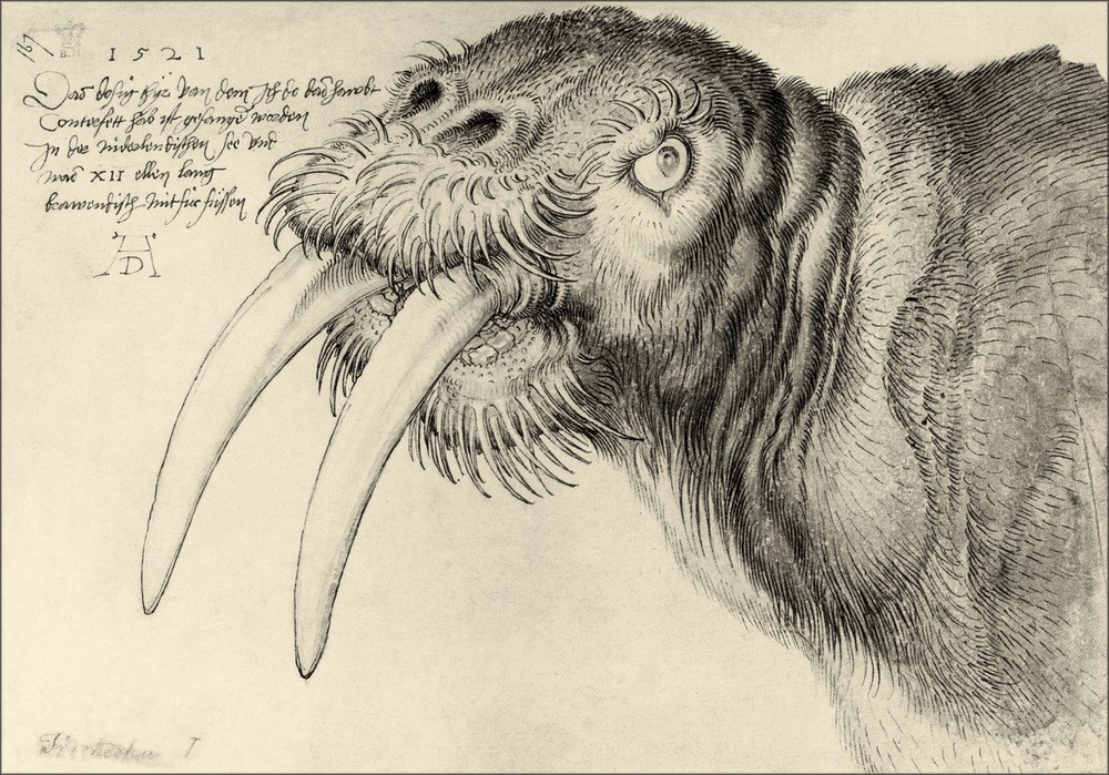 Albrecht Dürer, Kopf eines Walrosses (Deutsche Kunst,Walross,Zoologie,Renaissance,Studie,Tierstudie)