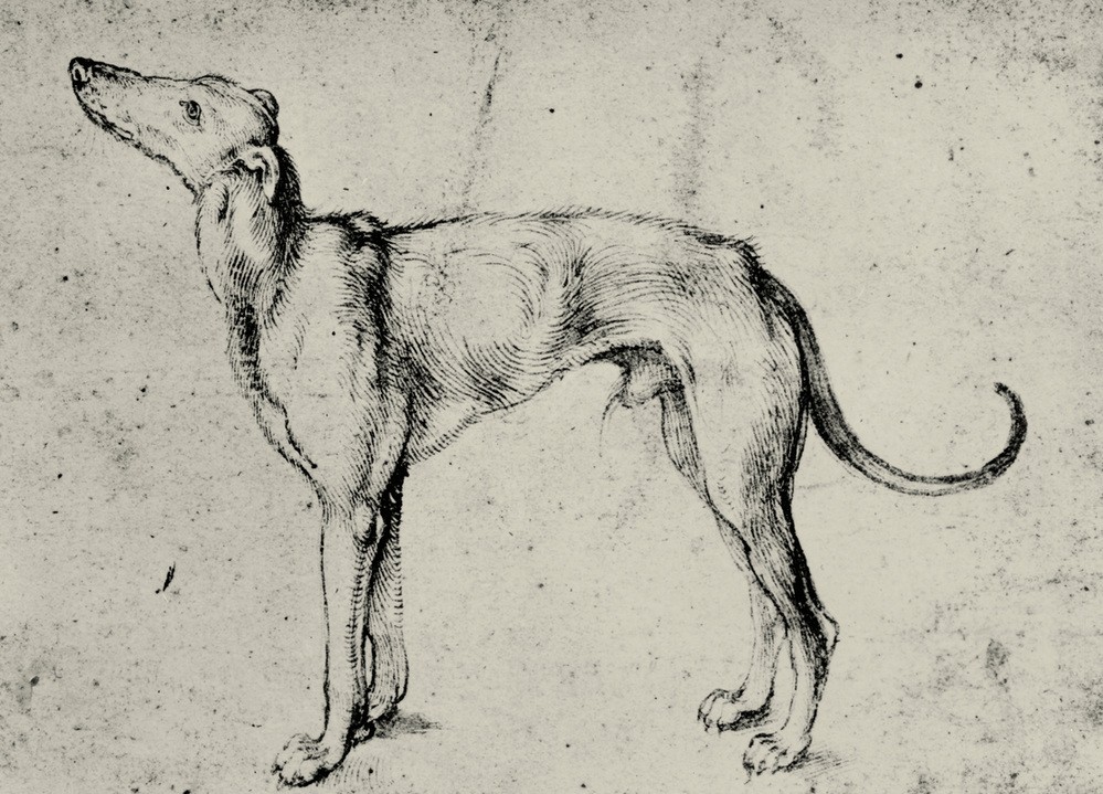 Albrecht Dürer, Windhund (Deutsche Kunst,Zoologie,Renaissance,Hund,Windhund,Studie,Tierstudie)