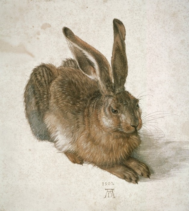 Albrecht Dürer, Junger Feldhase (Biologie,Deutsche Kunst,Naturwissenschaft,Zoologie,Renaissance,Initiale,Hase,Naturstudie,Ohr,Tier,Monogramm,Feldhase,Säugetier,Nagetier,Tierstudie)