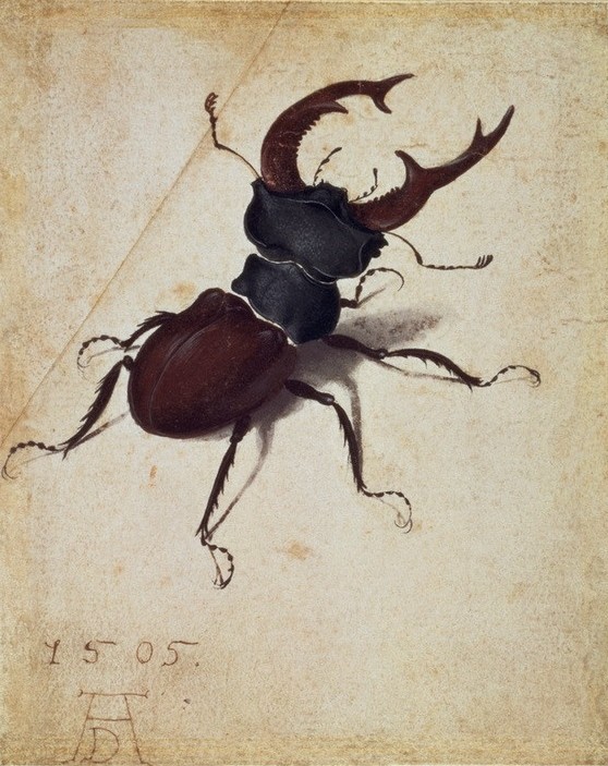 Albrecht Dürer, Hirschkäfer (Entomologie,Kunst,Zoologie,Renaissance,Insekt,Naturstudie,Papier,Käfer,Tier,Hirschkäfer,Lucanus Cervus,Ausschnitt)