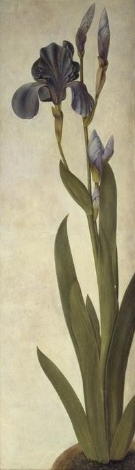 Albrecht Dürer, Schwertlilie (Biologie,Botanik,Deutsche Kunst,Iris (Botanik),Kunst,Naturwissenschaft,Renaissance,Studie,Naturstudie,Blume,Iris Troiana,Schwertlilie)
