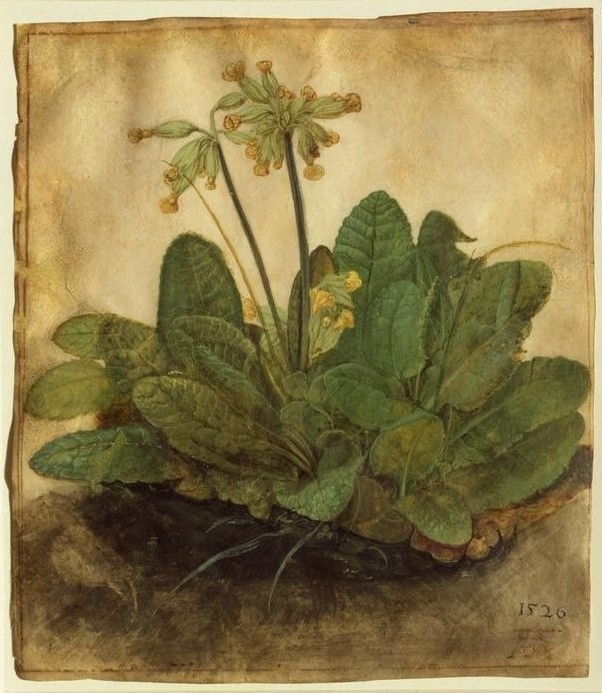 Albrecht Dürer, Schlüsselblume (Biologie,Botanik,Deutsche Kunst,Kunst,Naturwissenschaft,Schlüsselblume,Renaissance,Studie,Naturstudie,Blume)