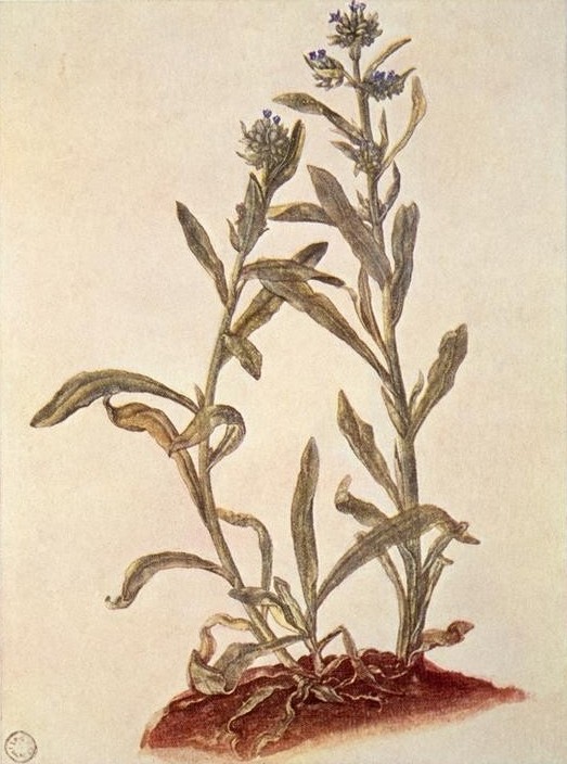 Albrecht Dürer, Liebäugel (Anchusa,Botanik,Deutsche Kunst,Kunst,Ochsenzunge,Renaissance,Heilpflanze,Studie,Naturstudie,Blume,Pharmazie)