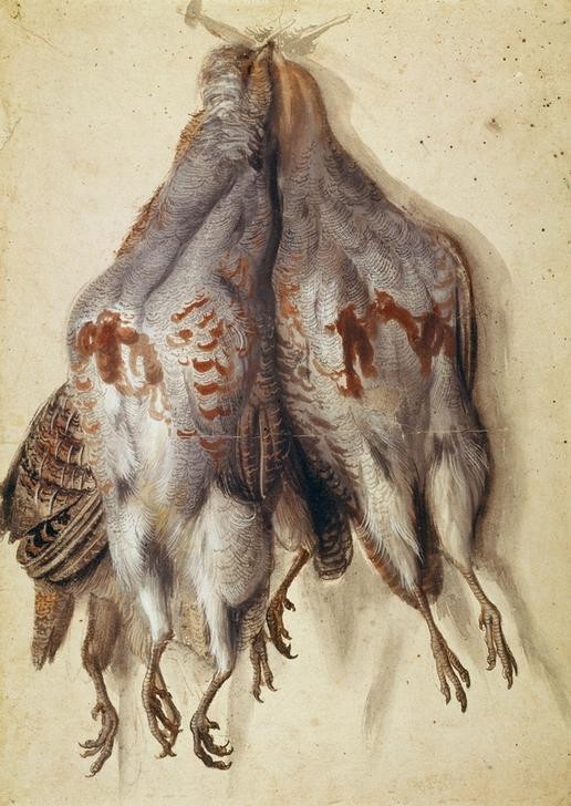 Lucas Cranach der Ältere, Bündel mit vier toten Rebhühnern (Deutsche Kunst,Jagd,Vogel,Zoologie,Renaissance,Stillleben,Rebhuhn,Vogelfang,Jagdstillleben,Kadaver)