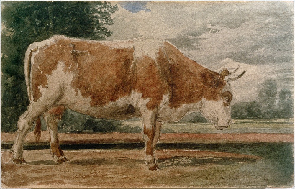 Constant Troyon, Kuh in Seitenansicht (Biologie,Kunst,Landschaft,Rinderzucht,Rind,Zoologie,Studie,Schule Von Barbizon,Französische Kunst,Tier,Vieh,Säugetier,Huftier,Tierstudie,Tierzucht,Nutztier,Paarhufer,Wiederkäuer,Landwirtschaft,Viehzucht)