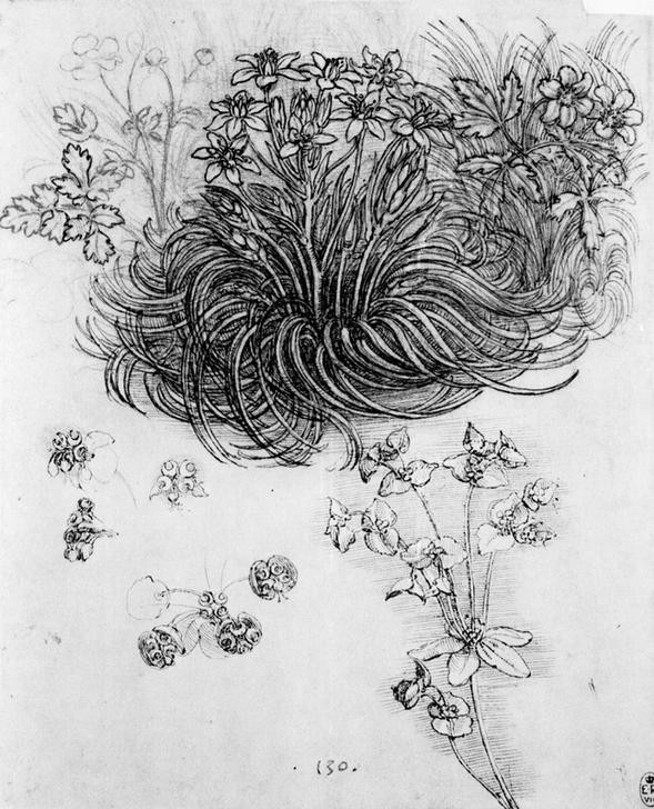 Leonardo da Vinci, Studie einer Sternanemone und anderer Pflanzen (Anemone,Botanik,Renaissance,Studie,Italienische Kunst,Blume,Sternanemone)