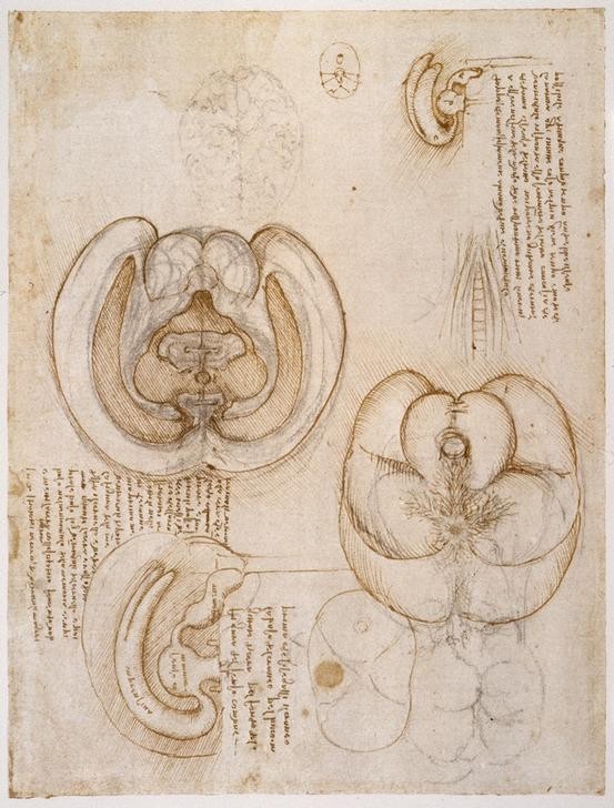 Leonardo da Vinci, Anatomiestudien (Anatomie, Gehirn, Querschnitte, Medizin, Naturwissenschaft, Notizen, Handschrift, Klassiker, Zeichnung, Arztpraxis, Wunschgröße)