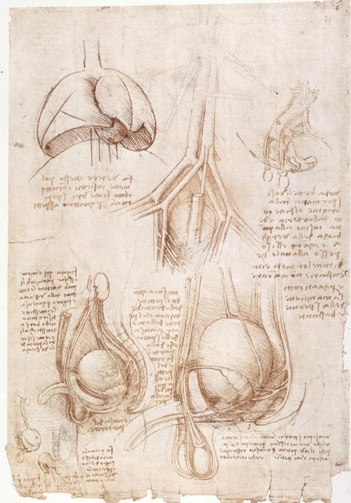 Leonardo da Vinci, Anatomiestudien: Lungen, Blase... (Anatomie, Lungen, Organe, Harnblase, Genitalien, Medizin, Naturwissenschaft, Notizen, Handschrift, Klassiker, Zeichnung, Arztpraxis, Wunschgröße)