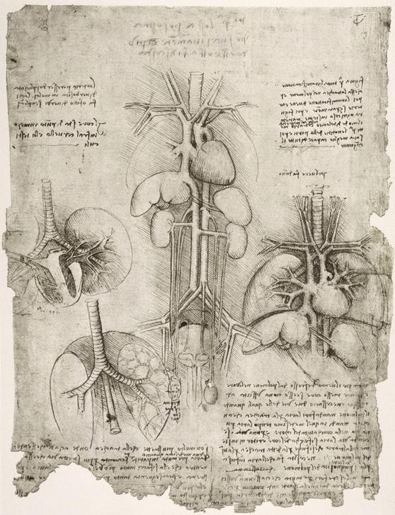 Leonardo da Vinci, Anatomiestudien (Lunge, Herz, Brustkorb, Leber, Harnblase, Organe, Medizin, Naturwissenschaft, Notizen, Handschrift, Klassiker, Zeichnung, Arztpraxis, Wunschgröße)