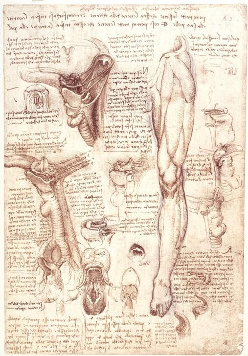 Leonardo da Vinci, Anatomiestudien: Zunge, Rachen, Kehlkopf und Speiseröhre (Anatomie,Geheimschrift,Handschrift,Medizin,Mund Und Rachen,Naturwissenschaft,Schreiben Und Schrift,Renaissance,Autograph,Studie,Italienische Kunst,Muskulatur,Kehlkopf,Zunge,Speiseröhre,Beine,Spiegelschrift)