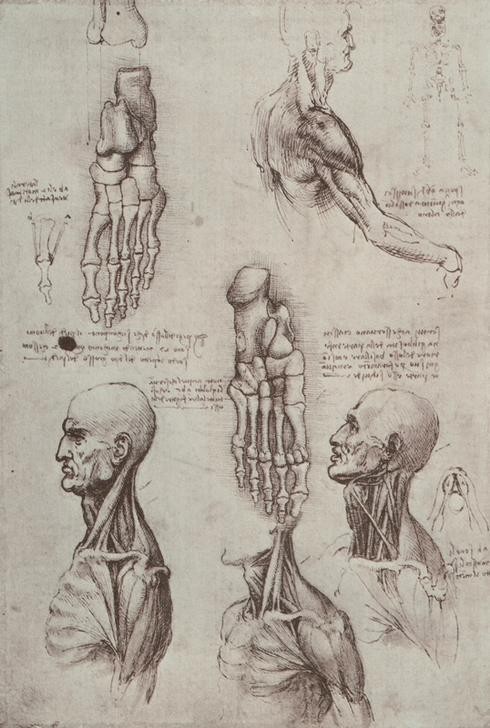 Leonardo da Vinci, Anatomiestudien (Anatomie,Handschrift,Medizin,Naturwissenschaft,Skelett,Renaissance,Studie,Italienische Kunst,Fuss,Muskulatur,Schulter,Hals,Sehne)