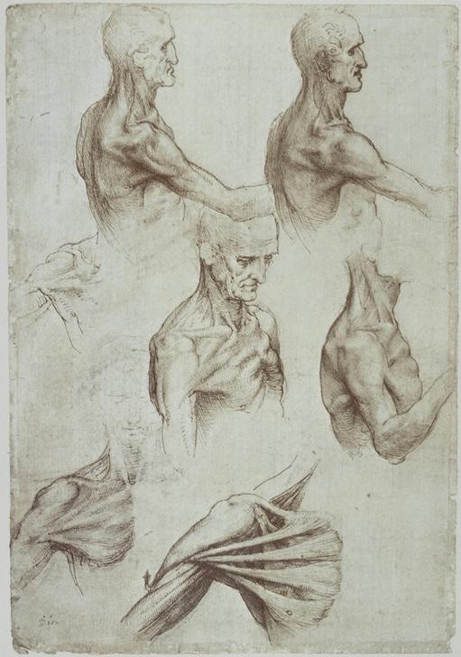 Leonardo da Vinci, Hals– Schultermuskulatur (Anatomie,Handschrift,Mann,Medizin,Naturwissenschaft,Renaissance,Portrait,Studie,Italienische Kunst,Muskulatur,Schulter,Hals)