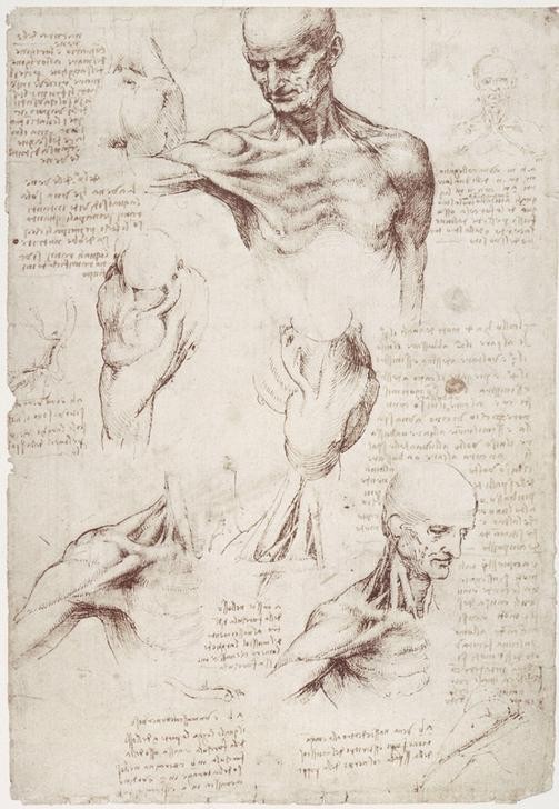 Leonardo da Vinci, Anatomiestudien: Die Oberflächenmuskeln von Hals und Schulter (Anatomie, Handschrift, Mann, Medizin, Naturwissenschaft,    Studie,  Muskulatur, Schulter,  Renaissance, Klassiker, Zeichnung, Wunschgröße, Wohnzimmer, Arztpraxis)