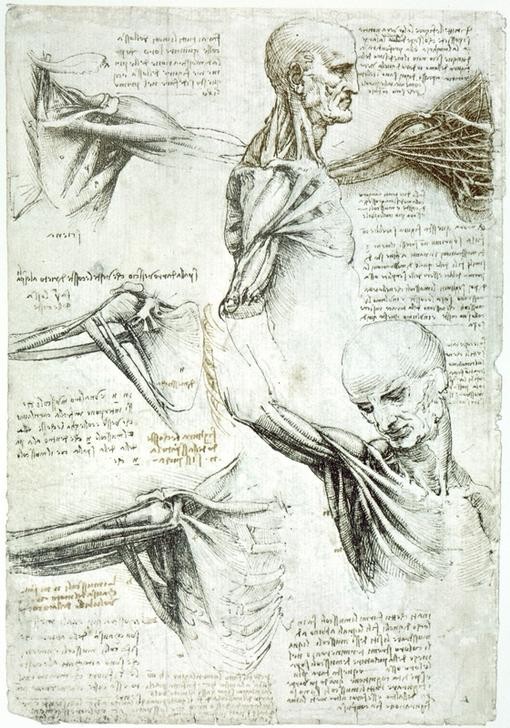 Leonardo da Vinci, Anatomiestudien (Anatomie, Handschrift, Mann, Medizin, Naturwissenschaft,    Studie,  Muskulatur, Schulter,  Renaissance, Klassiker, Zeichnung, Wunschgröße, Wohnzimmer, Arztpraxis)