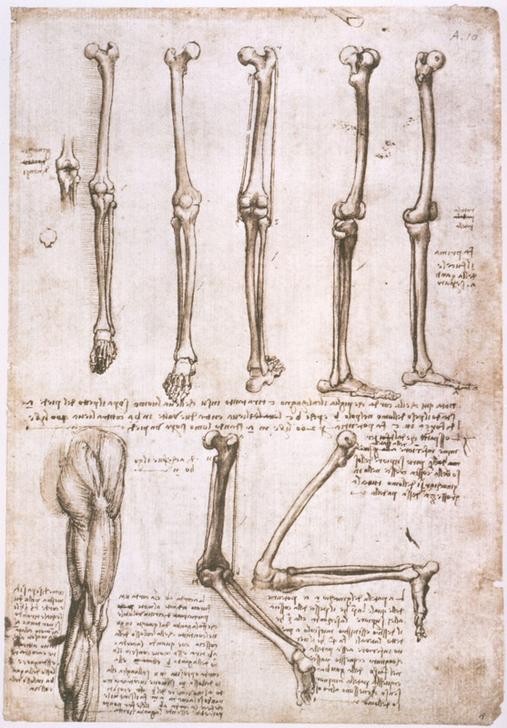 Leonardo da Vinci, Anatomiestudien (Anatomie, Handschrift, Knochen, genke, Bein, Medizin, Naturwissenschaft, Studie,  Renaissance, Klassiker, Zeichnung, Wunschgröße, Wohnzimmer, Arztpraxis)