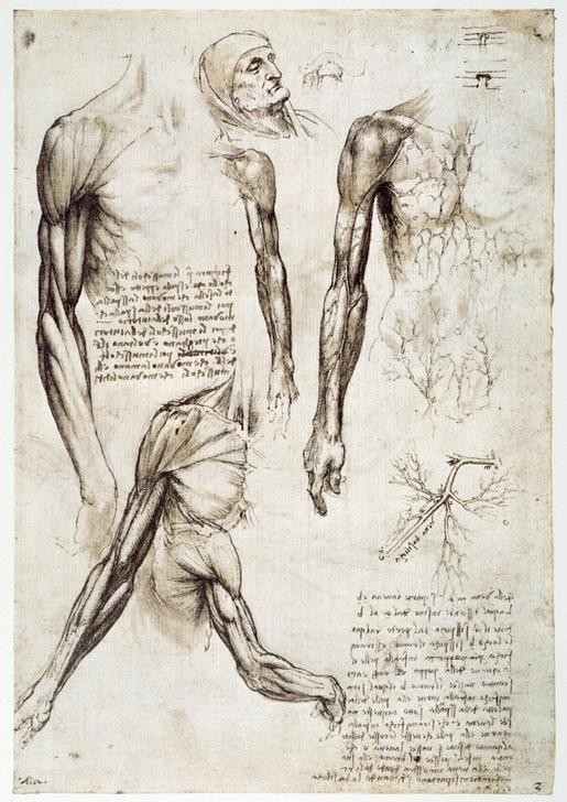 Leonardo da Vinci, Anatomiestudien (Anatomie, Handschrift, Mann, Medizin, Naturwissenschaft,    Studie,  Muskulatur, Schulter,  Arm, Venen, Adern, Renaissance, Klassiker, Zeichnung, Wunschgröße, Wohnzimmer, Arztpraxis)