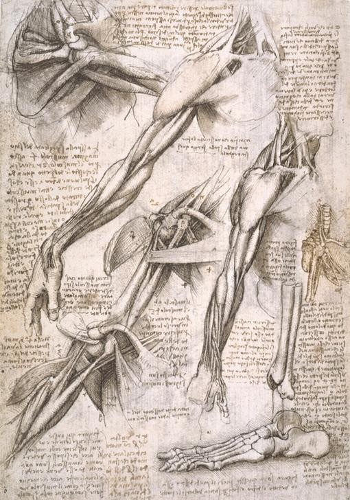 Leonardo da Vinci, Anatomiestudien (Anatomie, Handschrift, Mensch, Medizin, Naturwissenschaft,    Studie, Skelett, Arme, Schulter, Fuß, Knochen, Muskeln, Renaissance, Klassiker, Zeichnung, Wunschgröße, Wohnzimmer, Arztpraxis)