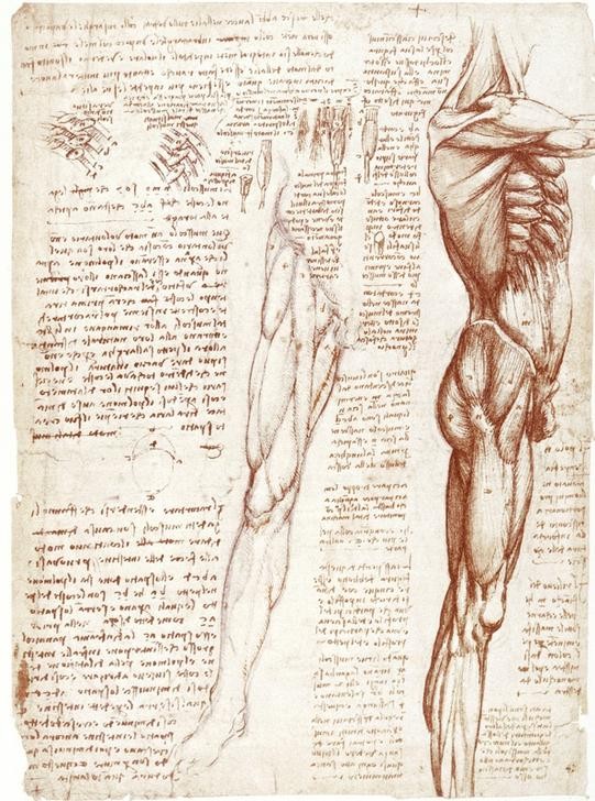 Leonardo da Vinci, Anatomiestudien: Die Muskulatur des Rumpfes und der Beine (Anatomie, Handschrift, Mensch, Medizin, Naturwissenschaft,    Studie, männlicher Körper, Oberschelmuskulatur, Muskeln, Renaissance, Klassiker, Zeichnung, Wunschgröße, Wohnzimmer, Arztpraxis)