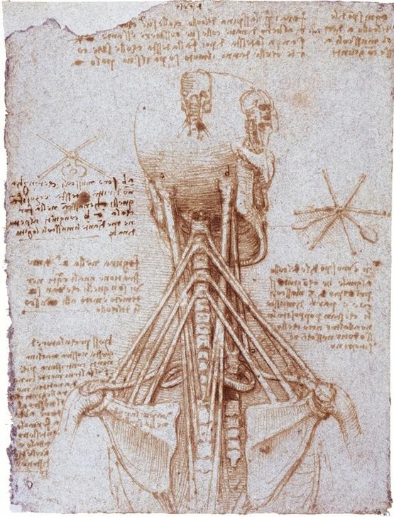 Leonardo da Vinci, Anatomiestudie: Die Muskeln des Halses... (Anatomie, Handschrift, Mensch, Medizin, Naturwissenschaft,    Studie, Skelett, Schädel, Sehnen, Hals, Wirbelsäule, Muskeln, Renaissance, Klassiker, Zeichnung, Wunschgröße, Wohnzimmer, Arztpraxis)