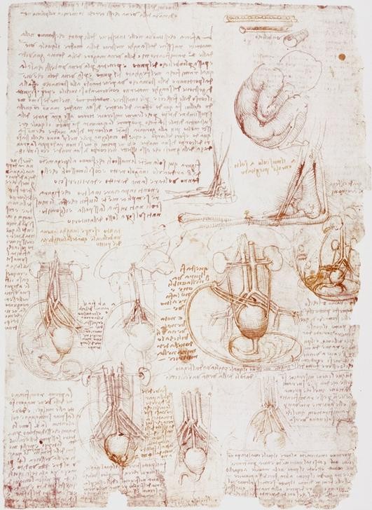 Leonardo da Vinci, Anatomiestudien: Nabelschnur / Fetus... (Anatomie, Handschrift, Mensch, Medizin, Naturwissenschaft,    Studie, Schwangerschaft, Uterus, Fötus, Nabelschnur, Fruchtblase, Renaissance, Klassiker, Zeichnung, Wunschgröße, Wohnzimmer, Arztpraxis)