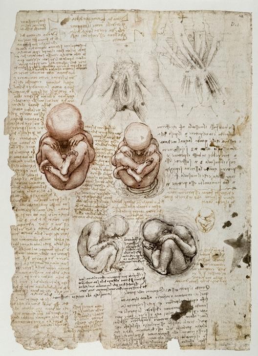 Leonardo da Vinci, Fötus im Uterus (Anatomie, Handschrift, Mensch, Medizin, Naturwissenschaft,    Studie, Schwangerschaft, Uterus, Vulva, Fötus,   Renaissance, Klassiker, Zeichnung, Wunschgröße, Wohnzimmer, Arztpraxis)