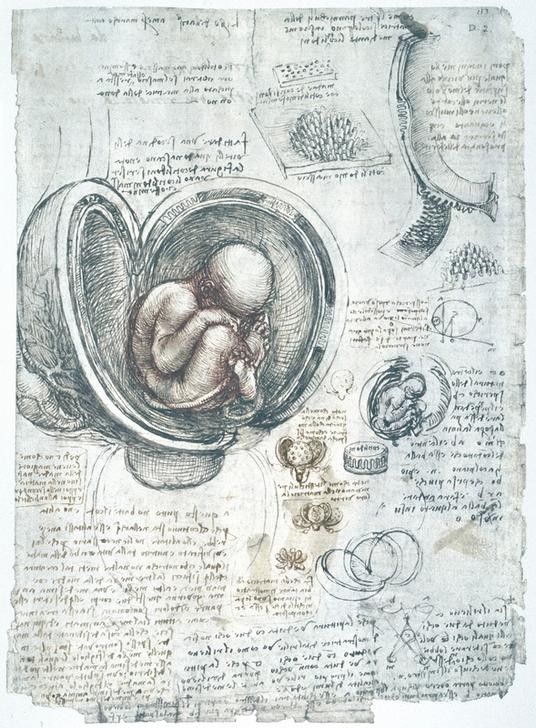 Leonardo da Vinci, Anatomiestudien (Anatomie, Handschrift, Mensch, Medizin, Naturwissenschaft,    Studie, Schwangerschaft, Uterus, Fötus, Fruchtblase, Renaissance, Klassiker, Zeichnung, Wunschgröße, Wohnzimmer, Arztpraxis)