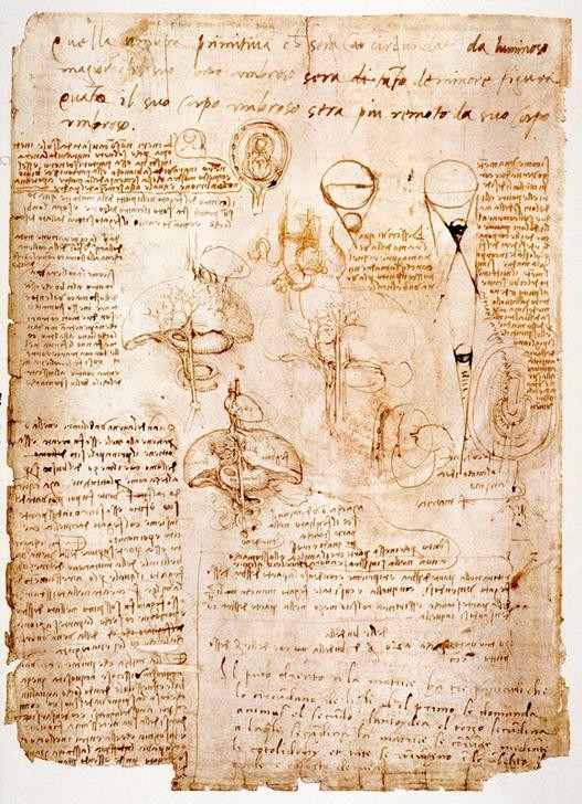 Leonardo da Vinci, Anatomiestudien: Organe des Bauches... (Anatomie, Handschrift, Mensch, Medizin, Naturwissenschaft,    Studie, Organe Bauchraum, Renaissance, Klassiker, Zeichnung, Wunschgröße, Wohnzimmer, Arztpraxis)