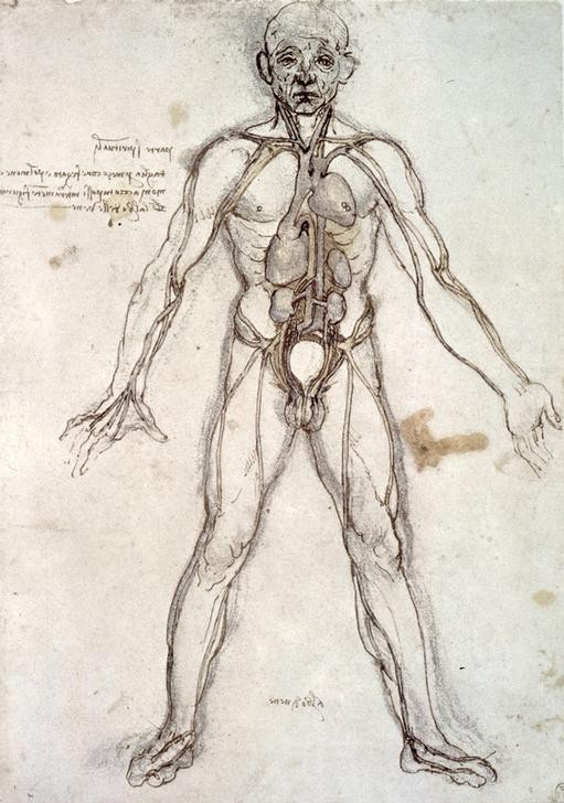 Leonardo da Vinci, Baum der Gefäße (Anatomie, Handschrift, Mensch, Medizin, Naturwissenschaft,    Studie, männlicher Körper, Blutkreislauf, Adern, Organe, Renaissance, Klassiker, Zeichnung, Wunschgröße, Wohnzimmer, Arztpraxis)