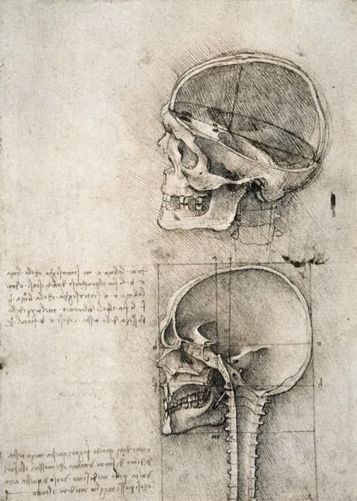 Leonardo da Vinci, senso commune (Anatomie, Handschrift, Mensch, Medizin, Naturwissenschaft,    Studie, Schädel, Halswirbelsäule, Skelett, Knochen, Renaissance, Klassiker, Zeichnung, Wunschgröße, Wohnzimmer, Arztpraxis)