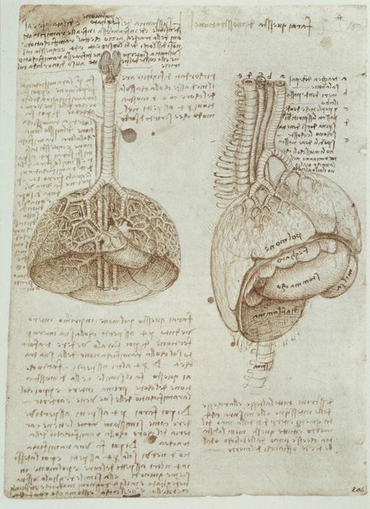 Leonardo da Vinci, Anatomiestudien (Anatomie, Handschrift, Mensch, Medizin, Naturwissenschaft,    Studie, Organe, Zwerchfell, Magen, Lunge, Renaissance, Klassiker, Zeichnung, Wunschgröße, Wohnzimmer, Arztpraxis)