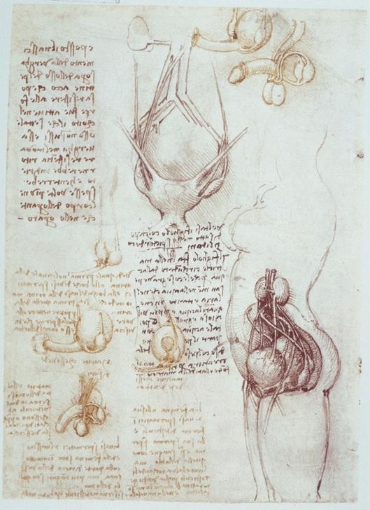 Leonardo da Vinci, Anatomiestudien: Vergleichende Darstellungen männlicher und weiblicher Genitalien (Anatomie, Handschrift, Mensch, Medizin, Naturwissenschaft,    Genitalien, Mann, Frau, Renaissance, Klassiker, Zeichnung, Wunschgröße, Wohnzimmer, Arztpraxis)