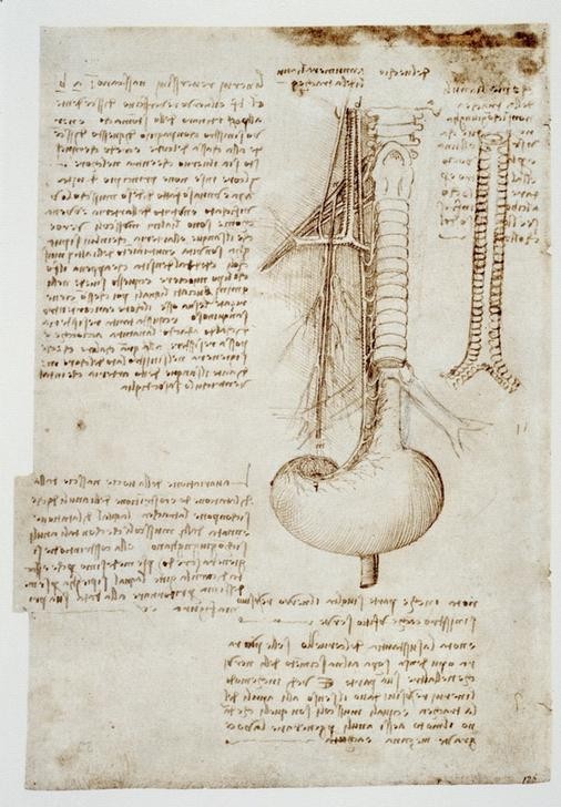 Leonardo da Vinci, Anatomiestudien (Anatomie, Handschrift, Mensch, Medizin, Naturwissenschaft,    Studie, Speiseröhre, Magen, Luftröhre, Renaissance, Klassiker, Zeichnung, Wunschgröße, Wohnzimmer, Arztpraxis)