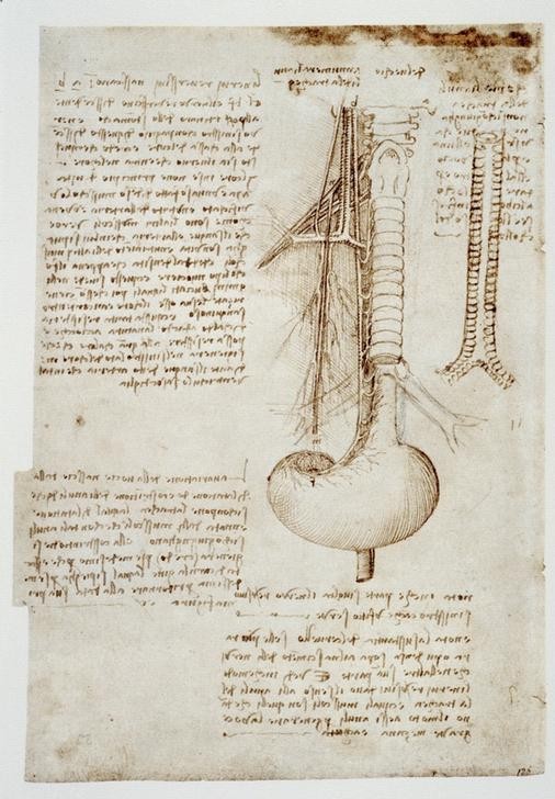 Leonardo da Vinci, Anatomiestudien (Anatomie, Handschrift, Mensch, Medizin, Naturwissenschaft,    Studie, Speiseröhre, Magen, Luftröhre, Renaissance, Klassiker, Zeichnung, Wunschgröße, Wohnzimmer, Arztpraxis)