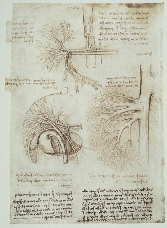 Leonardo da Vinci, Anatomiestudien (Anatomie, Handschrift, Mensch, Medizin, Naturwissenschaft,    Studie, Blutgefäße, Gefäßsystem, Adern, Renaissance, Klassiker, Zeichnung, Wunschgröße, Wohnzimmer, Arztpraxis)