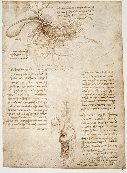 Leonardo da Vinci, Anatomiestudien (Anatomie, Handschrift, Mensch, Medizin, Naturwissenschaft,    Studie, Blutgefäße, Milz, Gefäßsystem, Adern, Renaissance, Klassiker, Zeichnung, Wunschgröße, Wohnzimmer, Arztpraxis)