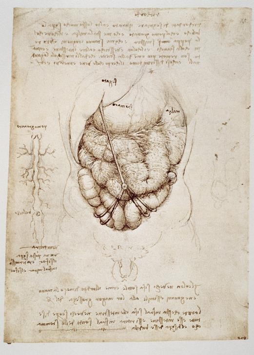 Leonardo da Vinci, Anatomiestudien (Anatomie, Handschrift, Mensch, Medizin, Naturwissenschaft,    Studie, Eingeweide, Darm, Verdauung, Renaissance, Klassiker, Zeichnung, Wunschgröße, Wohnzimmer, Arztpraxis)