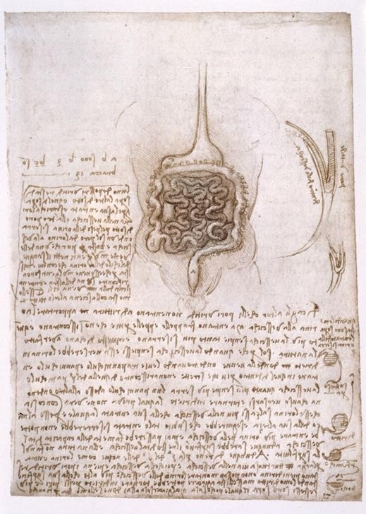 Leonardo da Vinci, Anatomiestudien (Anatomie, Handschrift, Mensch, Medizin, Naturwissenschaft,    Studie, eingeweide, Darm, Verdauung, Renaissance, Klassiker, Zeichnung, Wunschgröße, Wohnzimmer, Arztpraxis)
