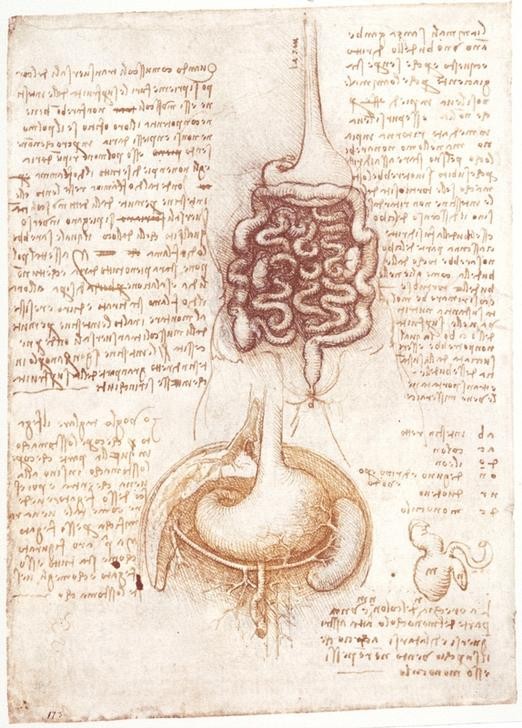 Leonardo da Vinci, Anatomiestudien: Verdauungsapparat (Anatomie, Handschrift, Mensch, Medizin, Naturwissenschaft,    Studie, Eingeweide, Darm, Verdauung, Renaissance, Klassiker, Zeichnung, Wunschgröße, Wohnzimmer, Arztpraxis)